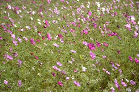Cosmos bipinnatus flower in nature garden