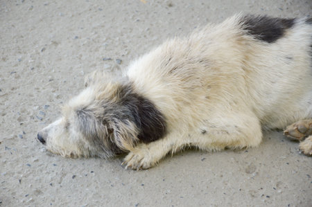 dirty dog sleep on cement floorの写真素材