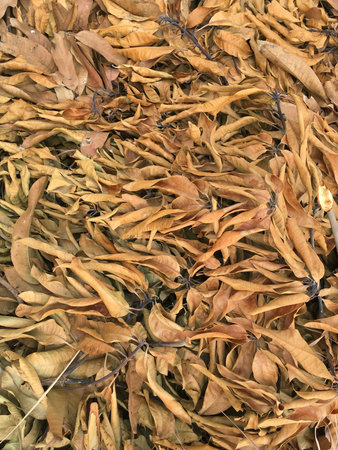 dry mango leaves