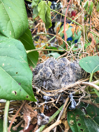 zebra dove on bird nestの写真素材