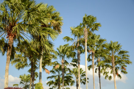 areca catechu tree in nature gardenの写真素材