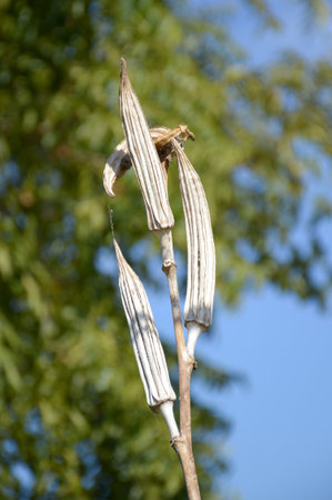 close up dry abelmochus esculentus seedの写真素材