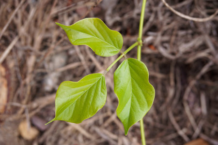 close up fresh green ivy leaves in nature gardenの写真素材