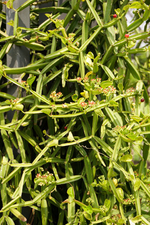 fresh green cissus quadrangularis plant in nature gardenの写真素材