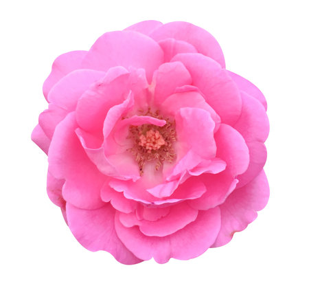 pink damask rose flower on white backgroundの写真素材