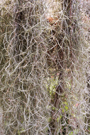 close up tillandsia usneoides plant in nature garden