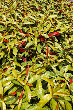 Excoecaria cochinchinensis plant in nature garden