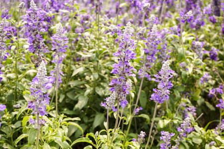 salvia splendens flower in nature gardenの写真素材