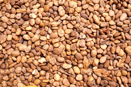 dry brown stone floor textureの写真素材