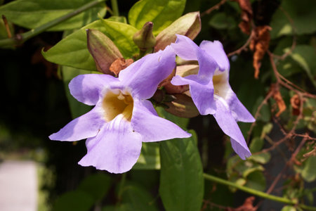 Thunbergia laurifolia flower in nature gardenの写真素材