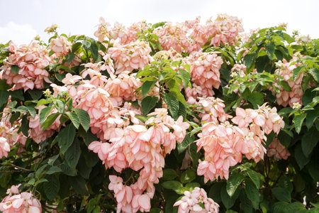 pink Dona Queen Sirikit flower in nature gardenの写真素材