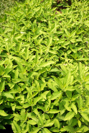 Rhinacanthus nasutus leaves in nature garden