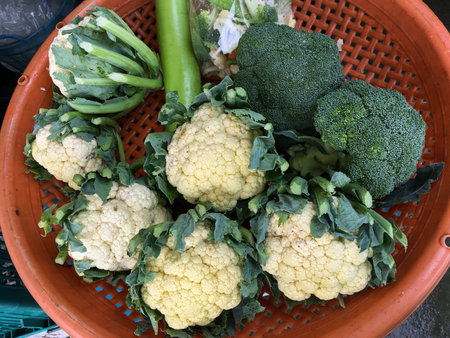 Brassica oleracea flowerの写真素材