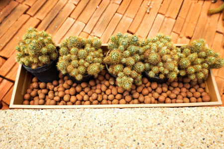 cactus tree in nature gardenの写真素材