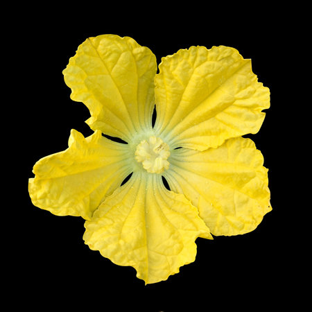 yellow benincasa hispida flower on black backgroundの写真素材