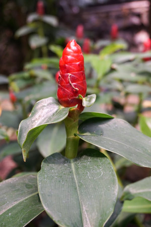 red Zingiber zerumbet flower in nature garden