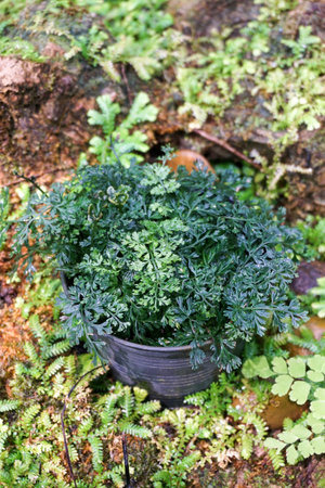 green fern on plastic potの写真素材