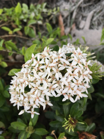 white Ixora coccinea flower in nature gardenの写真素材