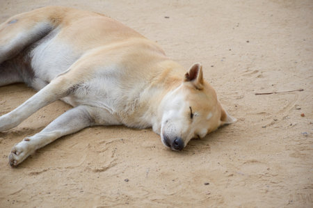cute dog sleep on the groundの写真素材