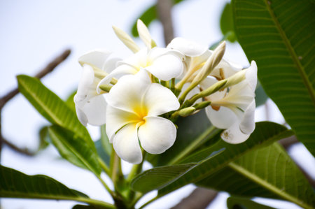 white plumeria flower in nature gardenの写真素材