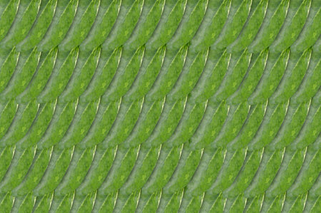 fresh green leaves pattern background