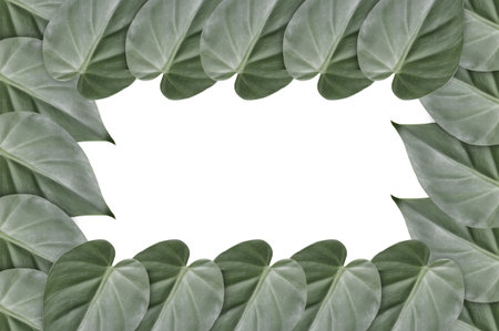 green leaves on white background