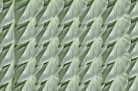 fresh green leaves pattern backgroundの写真素材