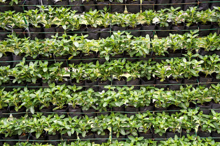 fresh green Catharanthus roseus plant wall in nature garden