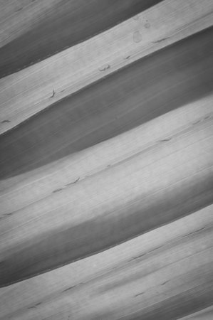 gray leaves texture backgroundの写真素材