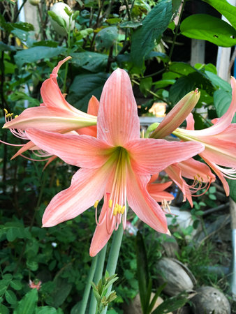 Hippeastrum johnsonii flower in nature gardenの写真素材