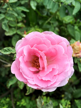 pink damask rose flower in gardenの写真素材