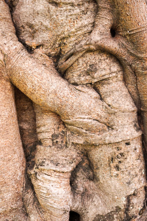 banyan bark tree textureの写真素材
