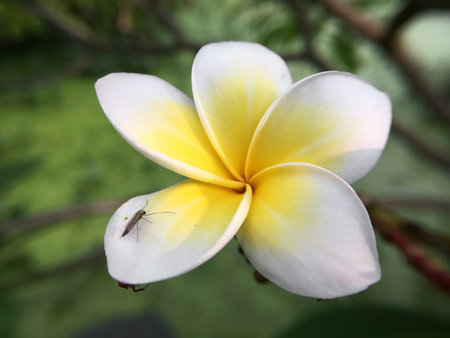 white plumeria flower in nature gardenの写真素材