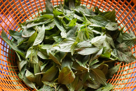 ocimum basilicum leaves on plastic basketの写真素材