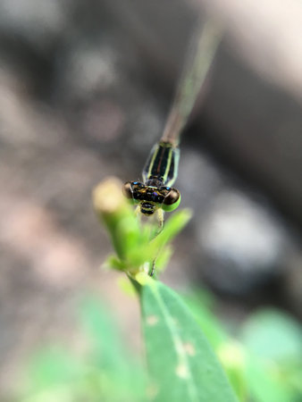 focus eyes small dragonflyの写真素材