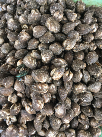 fresh Anadara inaequivalvis in seafood market