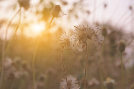 Tridax procumbens and sunlight in nature garden. Selective focus.の写真素材