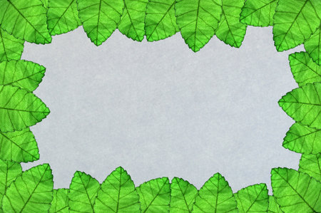 art green leaf frame backgroundの写真素材