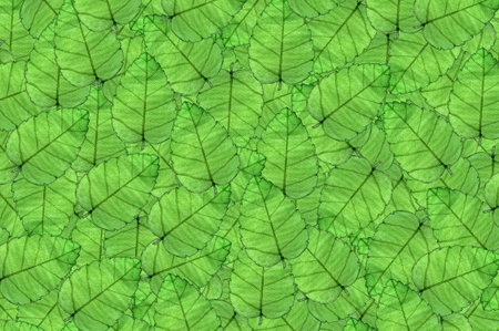 art green leaf pattern background