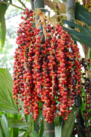 red palm seed in nature garden