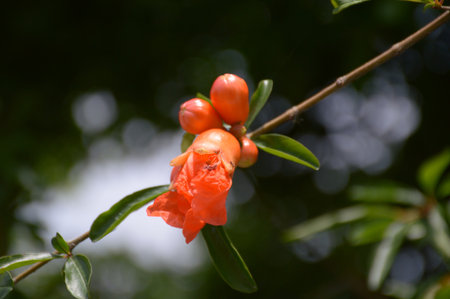 Punica granatum flower in nature gardenの写真素材
