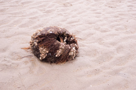 close up dry coconut shell on the beachの写真素材