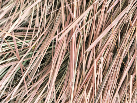 dry lemongrass leaves on the groundの写真素材