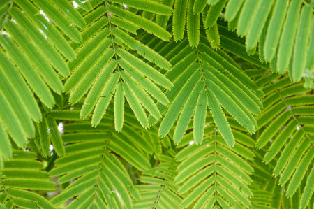 fresh green Senegalia pennata leaves in nature garden