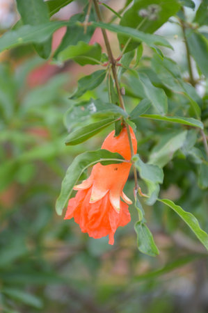 Punica granatum flower in nature gardenの写真素材