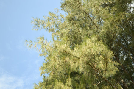 fresh green bamboo leaves in nature gardenの写真素材