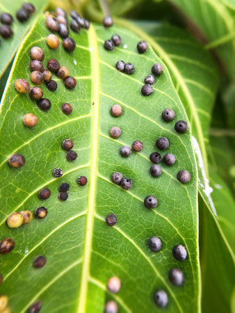 close up disease on mango leavesの写真素材