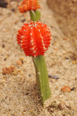 gymnocalycium cactus in nature gardenの写真素材