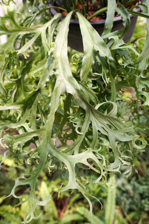 Holttum’s Staghorn fern leaves in nature garden