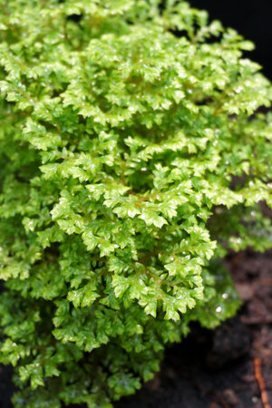 fresh green fern in nature garden